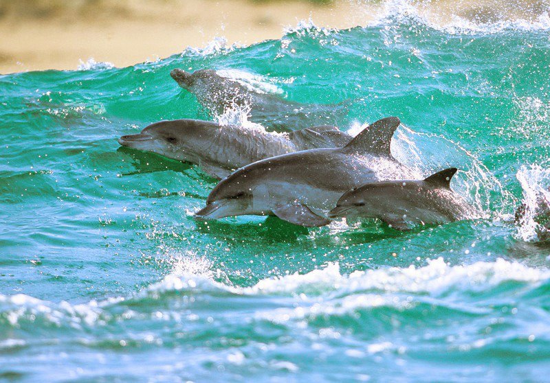 Скорость дельфина в воде